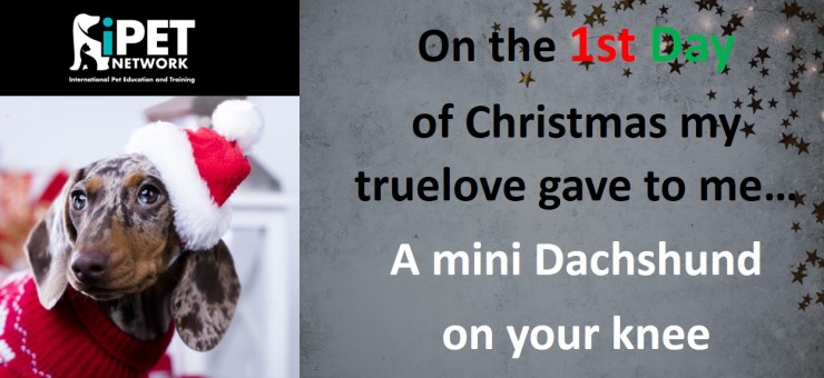 On the 1st day of Christmas my truelove gave to me  - A mini daxie snuggling on your knee