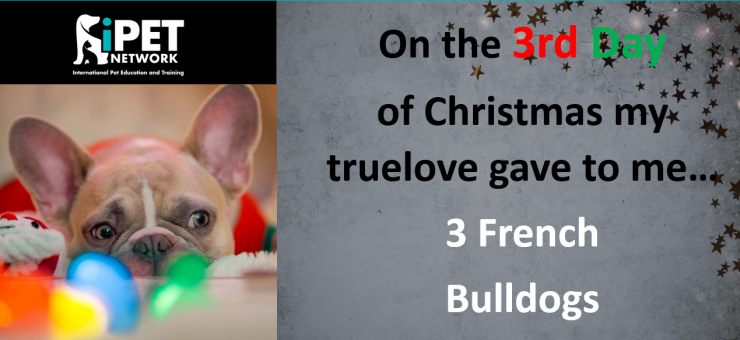 On the 3rd day of Christmas my truelove gave to me - 3 French Bulldogs