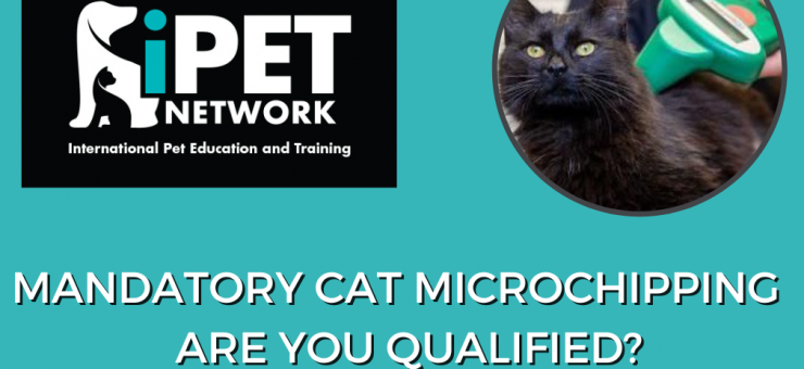 The Importance of Microchipping Cats and Dogs