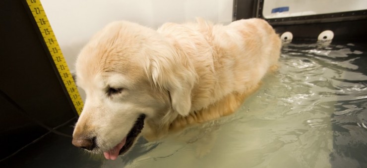 The Journey of a Canine Clinical Hydrotherapist: A Rewarding Career in Canine Wellness